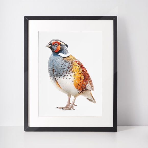 Watercolor Quail Wall Art Print, Unframed - Vibrant Nature-Inspired Home Decor - Picture 3 of 6
